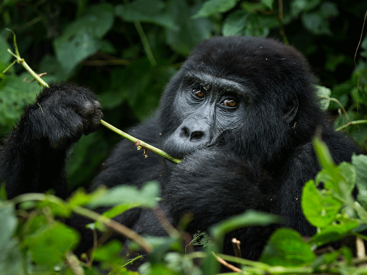 11 Days Classic Rwanda & Uganda Gorilla Safari