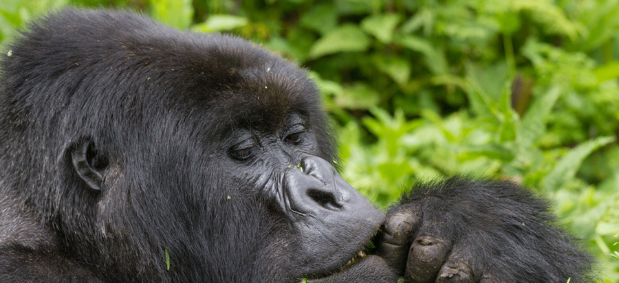 2 Days Budget Rwanda Gorilla Trekking Safari