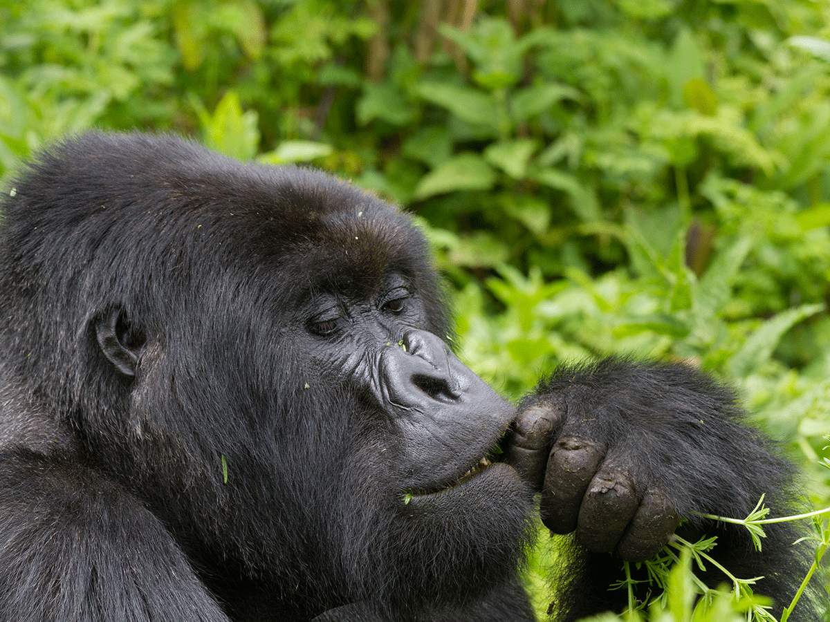 2 Days Budget Rwanda Gorilla Trekking Safari