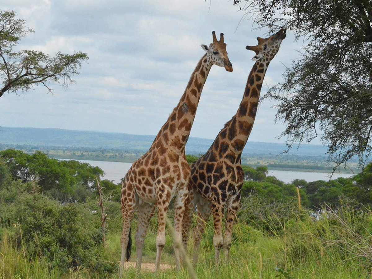 3 Days Aberdare National Park Safari