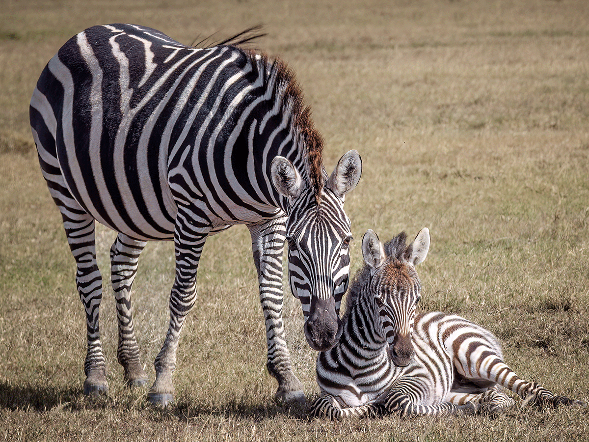 3 Days Hell’s gate and Lake Naivasha Safari