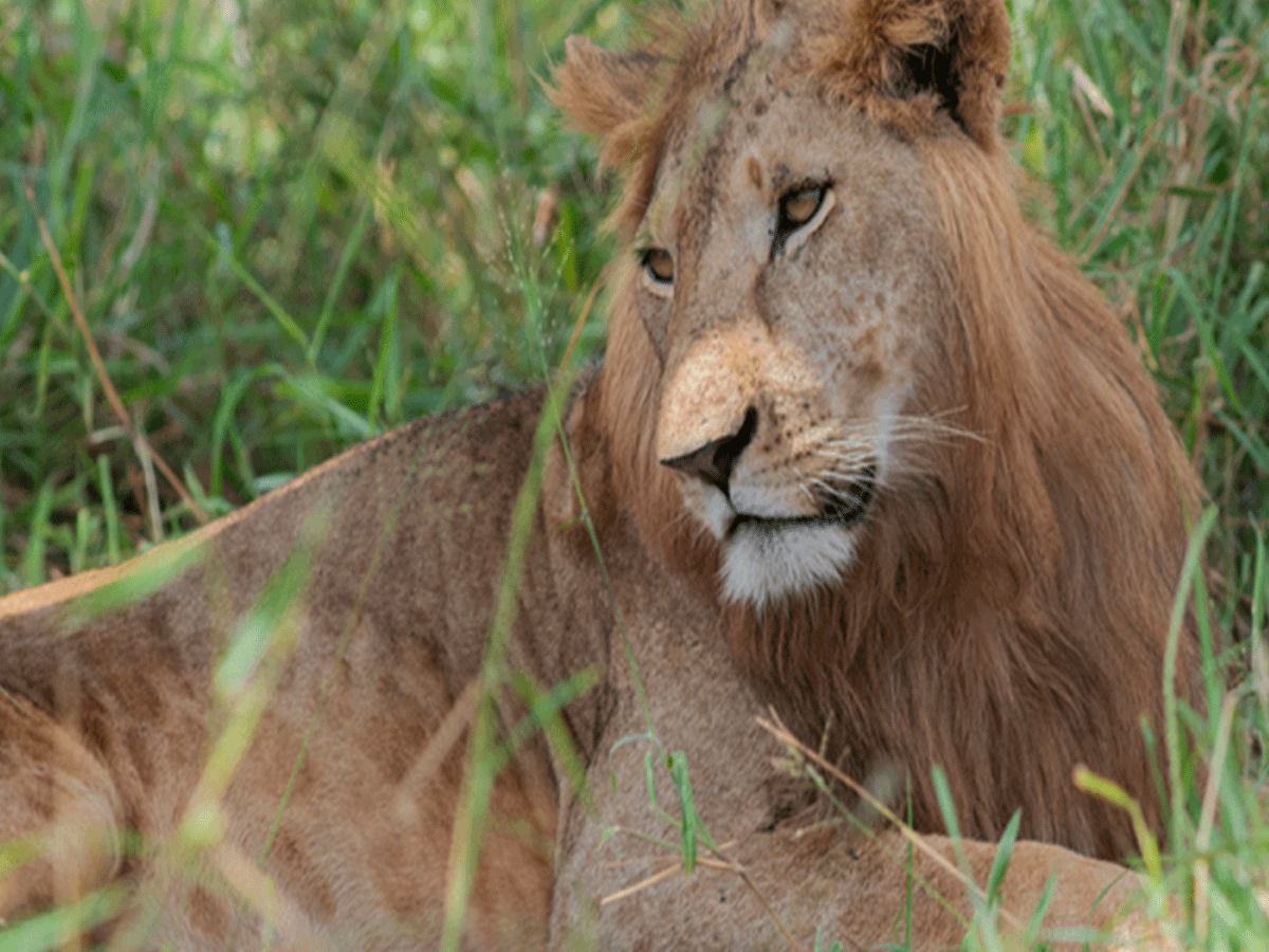 3 Days Murchison Falls Wildlife Safari