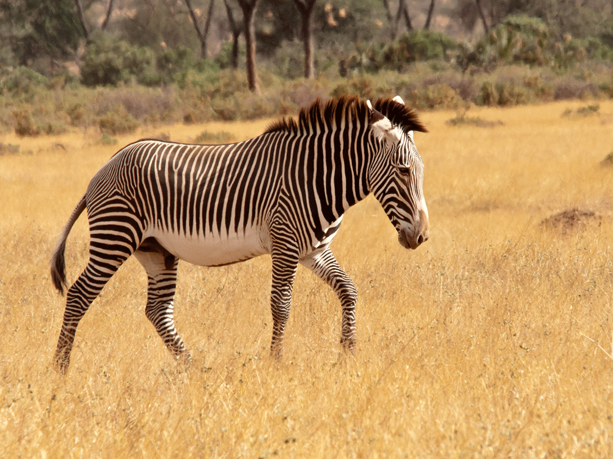 3 Days Samburu National Park Safari