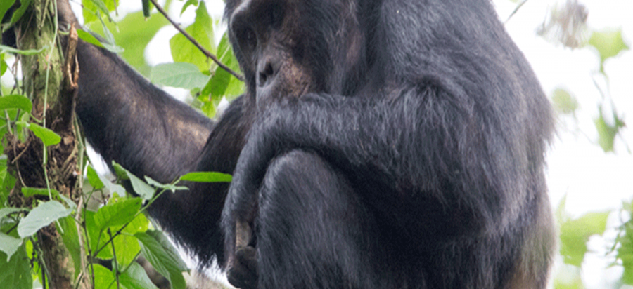 4 Days Nyungwe Forest Chimpanzee Trekking Safari