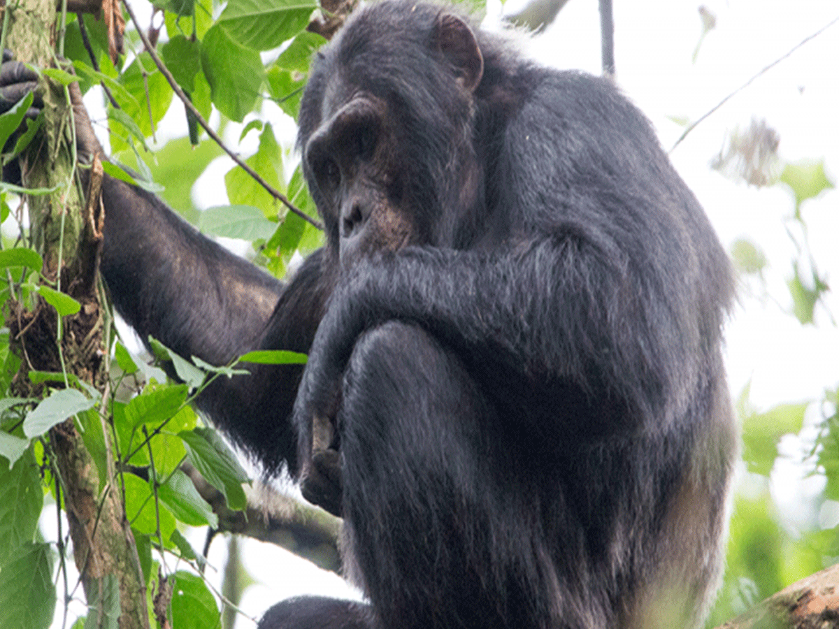 4 Days Nyungwe Forest Chimpanzee Trekking Safari