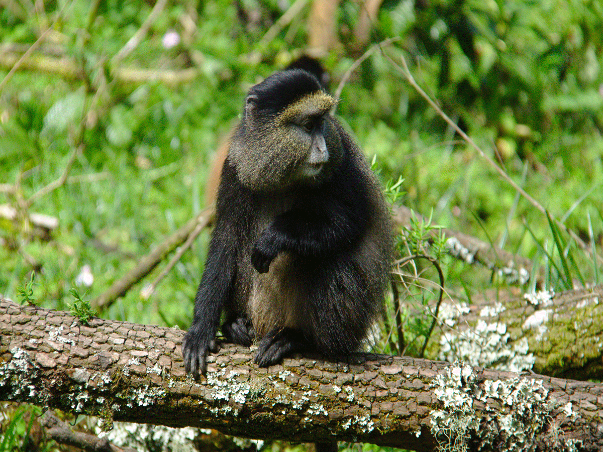 4 Days Rwanda Gorillas, Golden Monkey and Kigali City tour