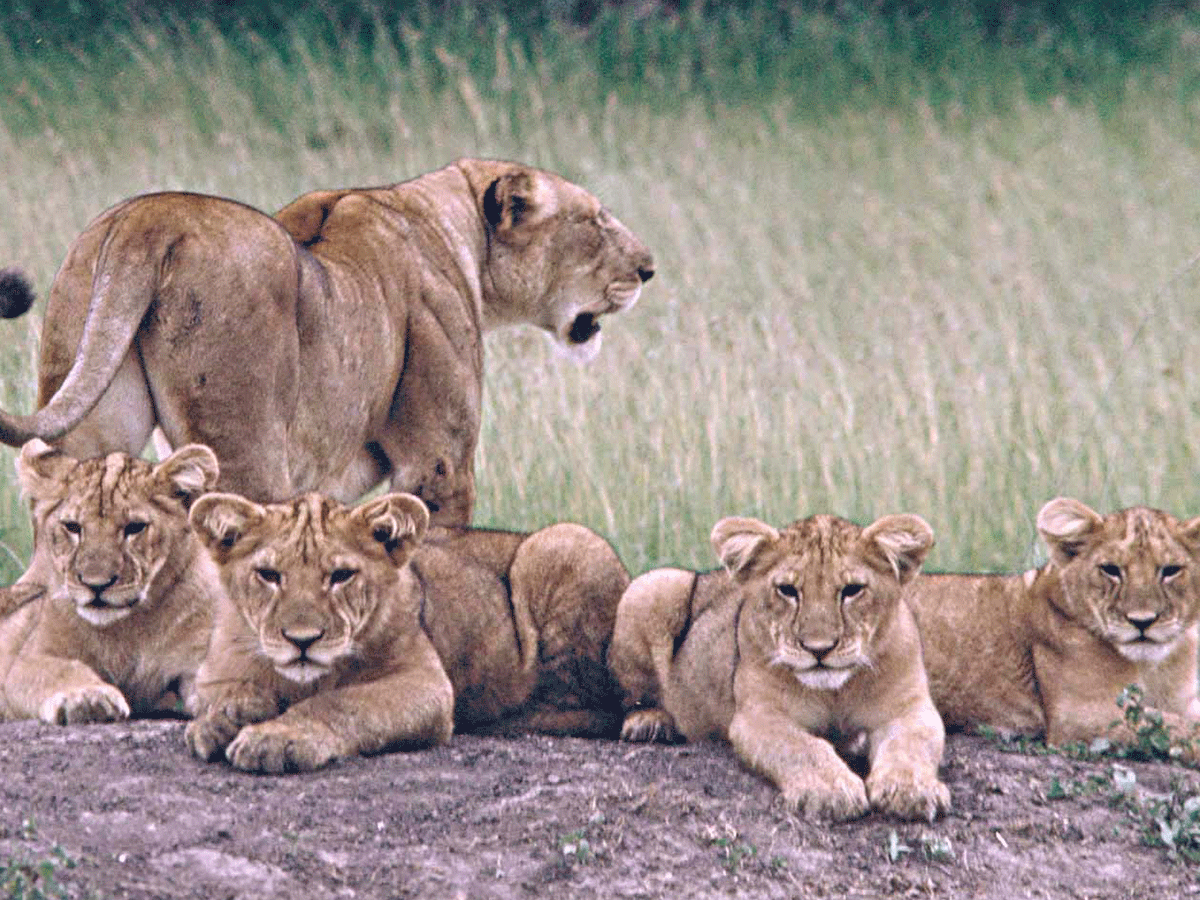 Akagera National Park Rwanda