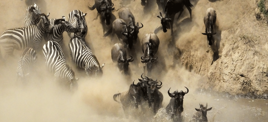 Annual Wildebeest Migration Safaris