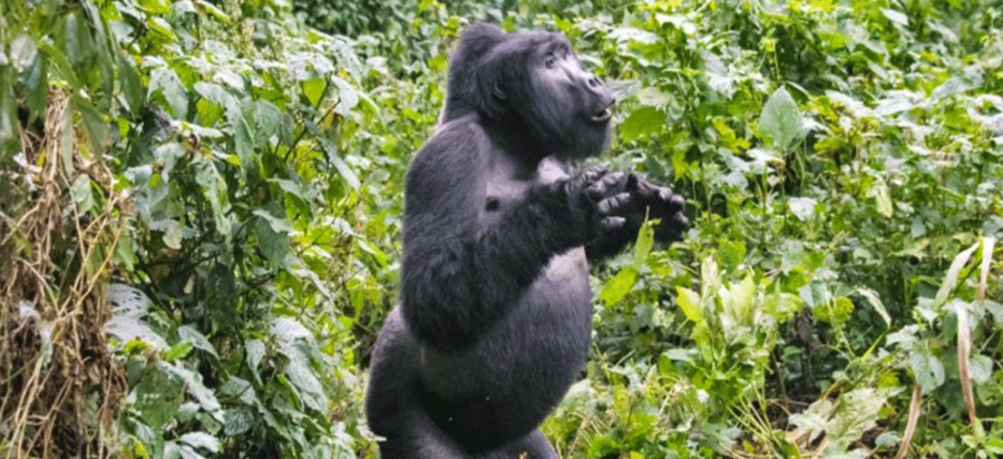 Are Mountain Gorillas Very Dangerous