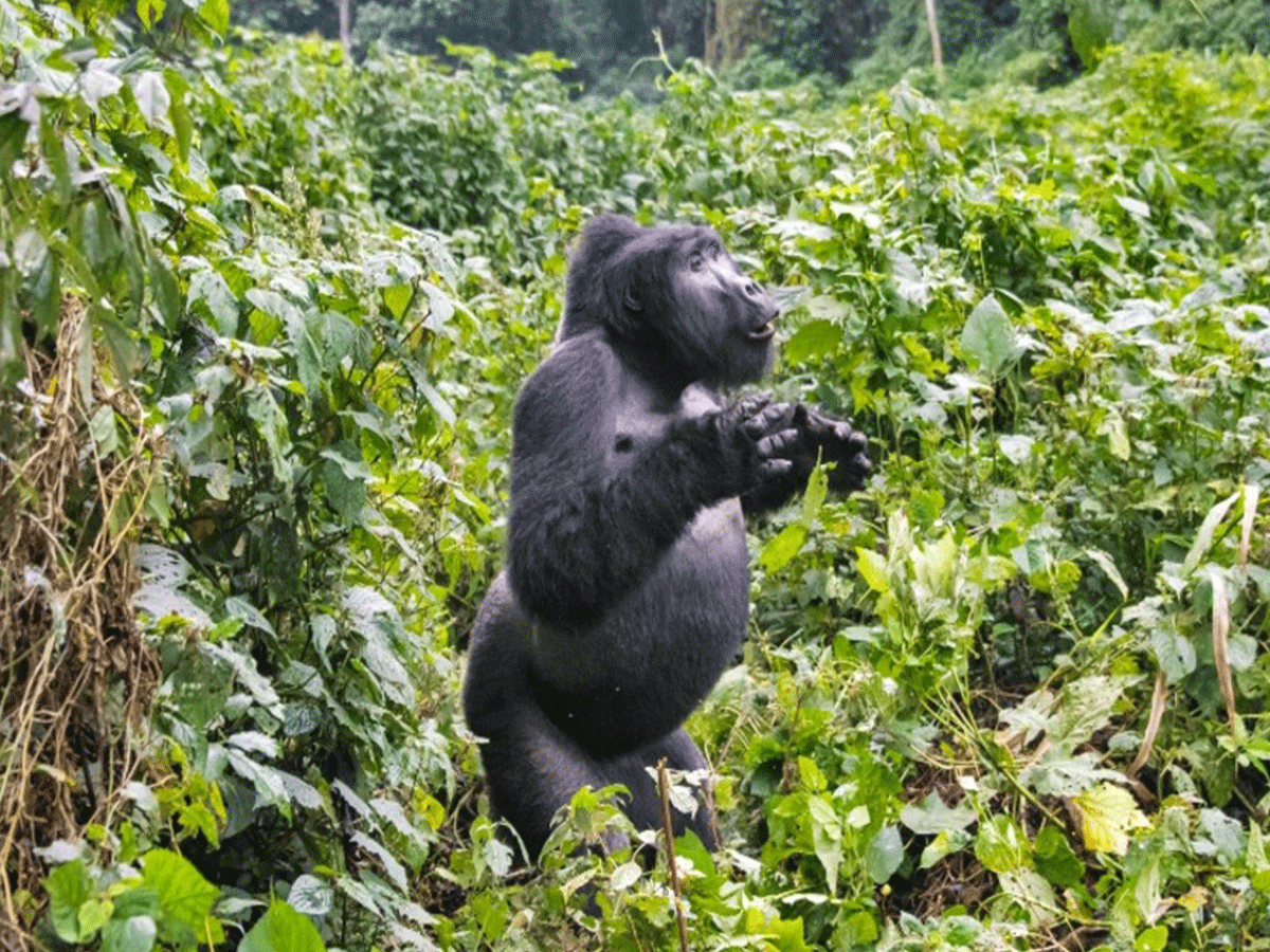 Are Mountain Gorillas Very Dangerous