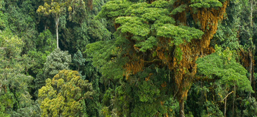 Best Time to Visit Nyungwe National Park