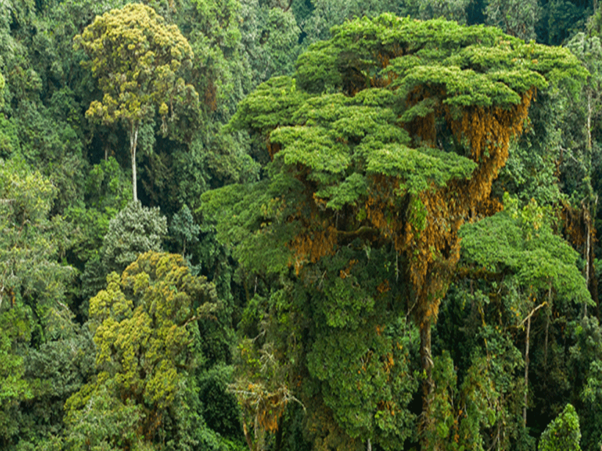 Best Time to Visit Nyungwe National Park