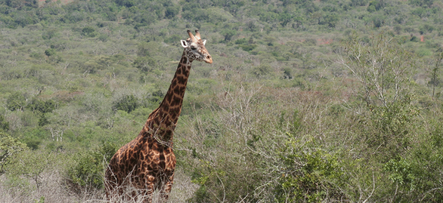 Best time to visit Akagera National Park