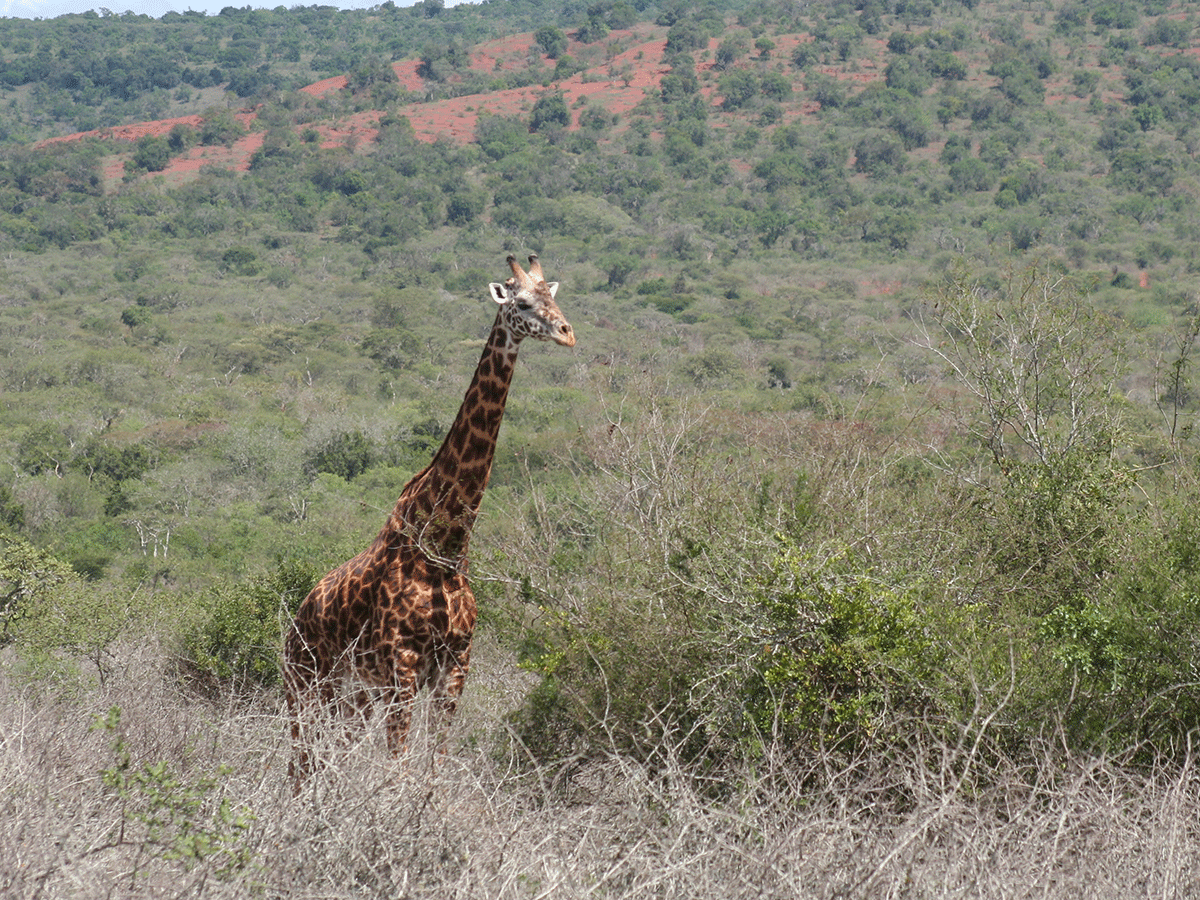 Best time to visit Akagera National Park