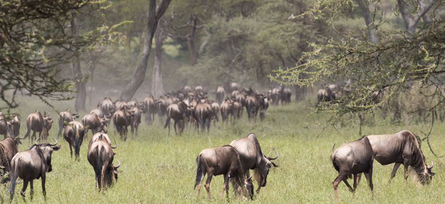 Best time to visit Kenya for a safari