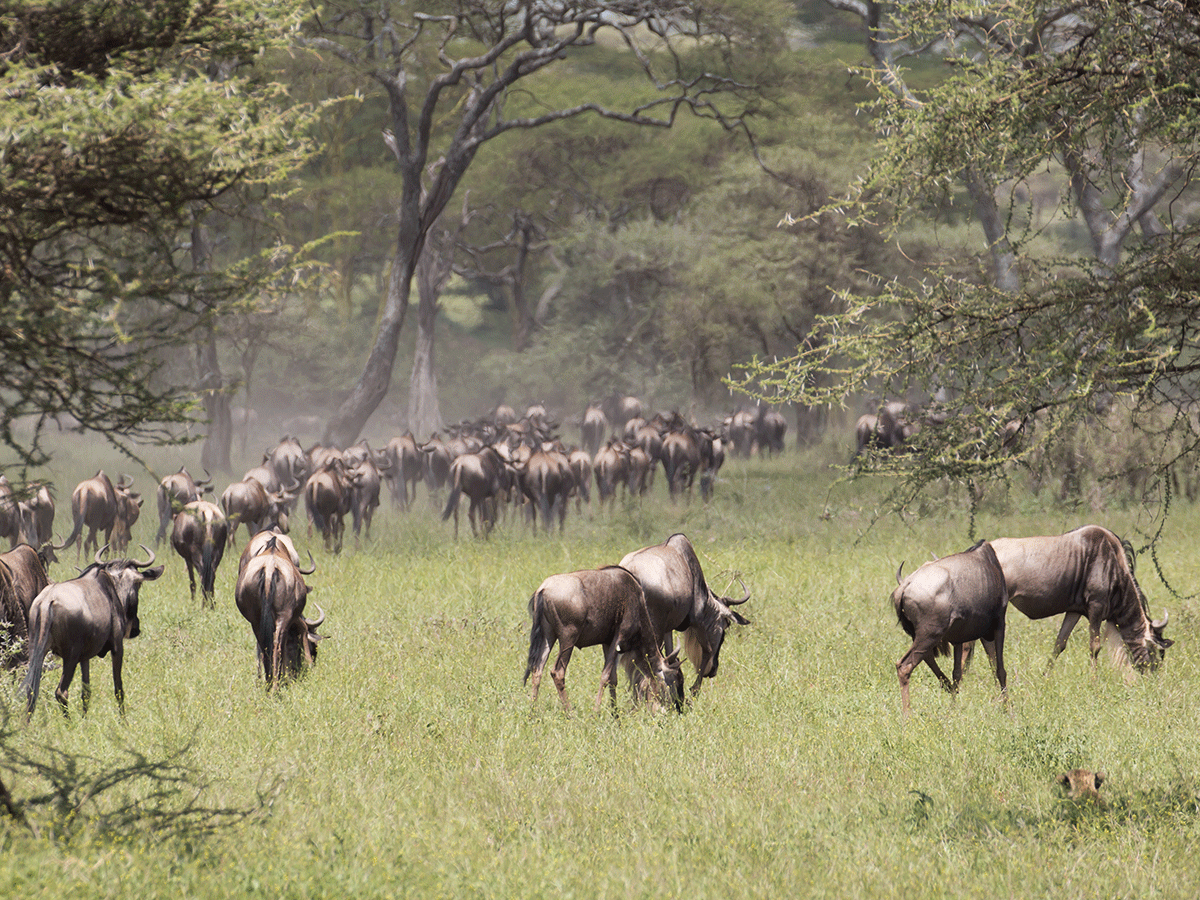 Best time to visit Kenya for a safari