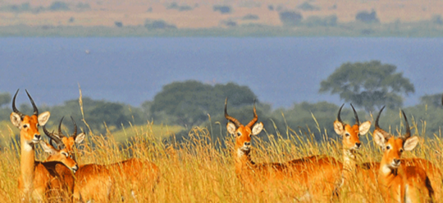 Best time to visit Murchison Falls National Park