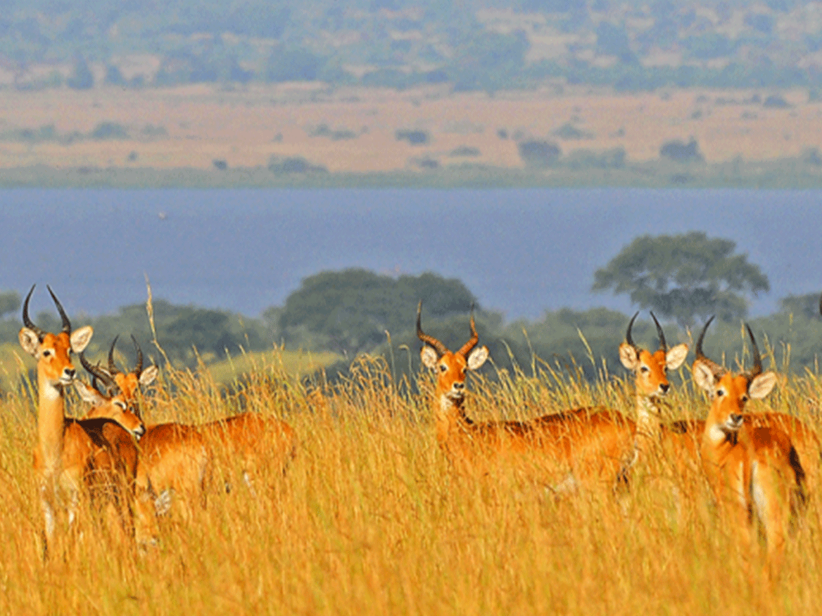 Best time to visit Murchison Falls National Park