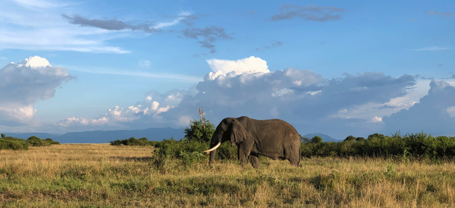 Best time to visit Queen Elizabeth National Park