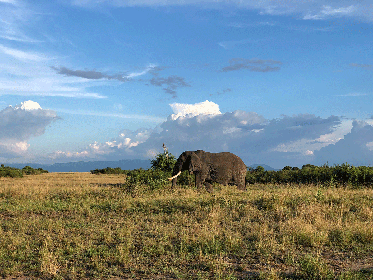 Best time to visit Queen Elizabeth national park