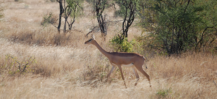 Best time to visit Samburu National Park