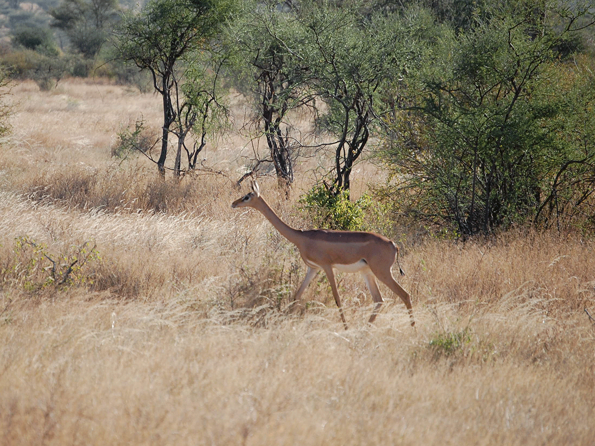 Best time to visit Samburu National Park