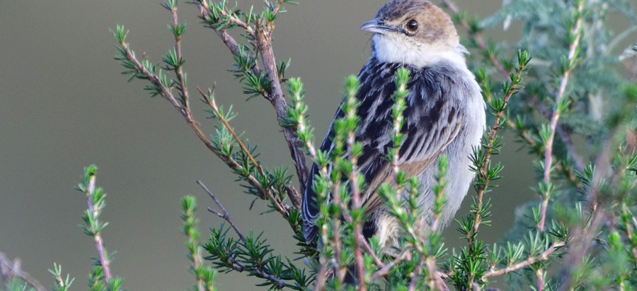 Bird Watching in Aberdare National Park