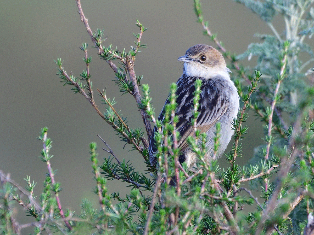 Bird Watching in Aberdare National Park