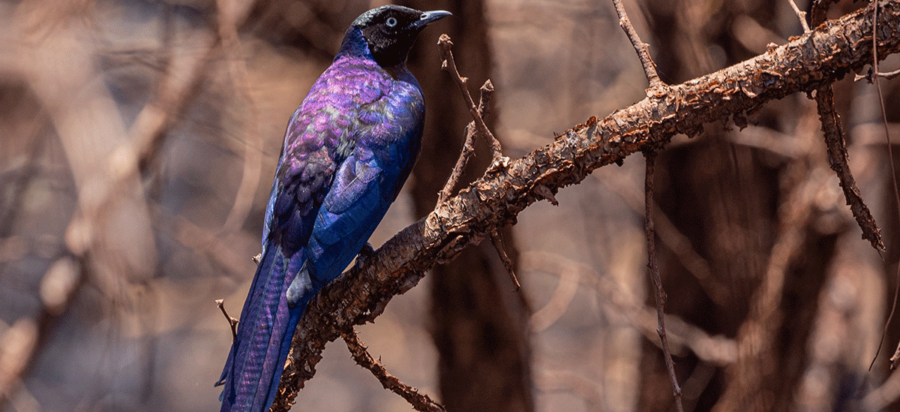 Bird watching in Akagera National Park