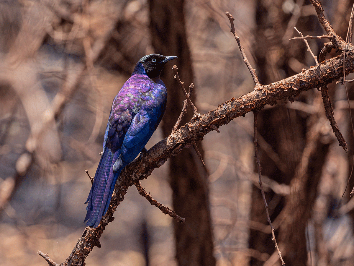 Bird watching in Akagera National Park