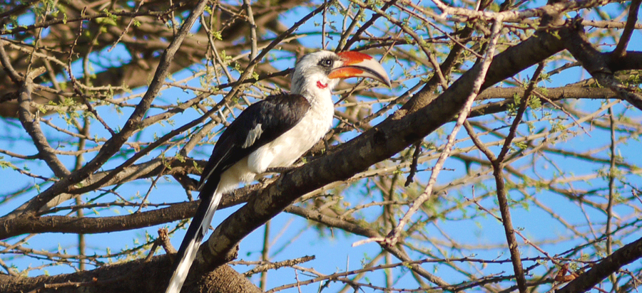 Bird Watching in Samburu National Park