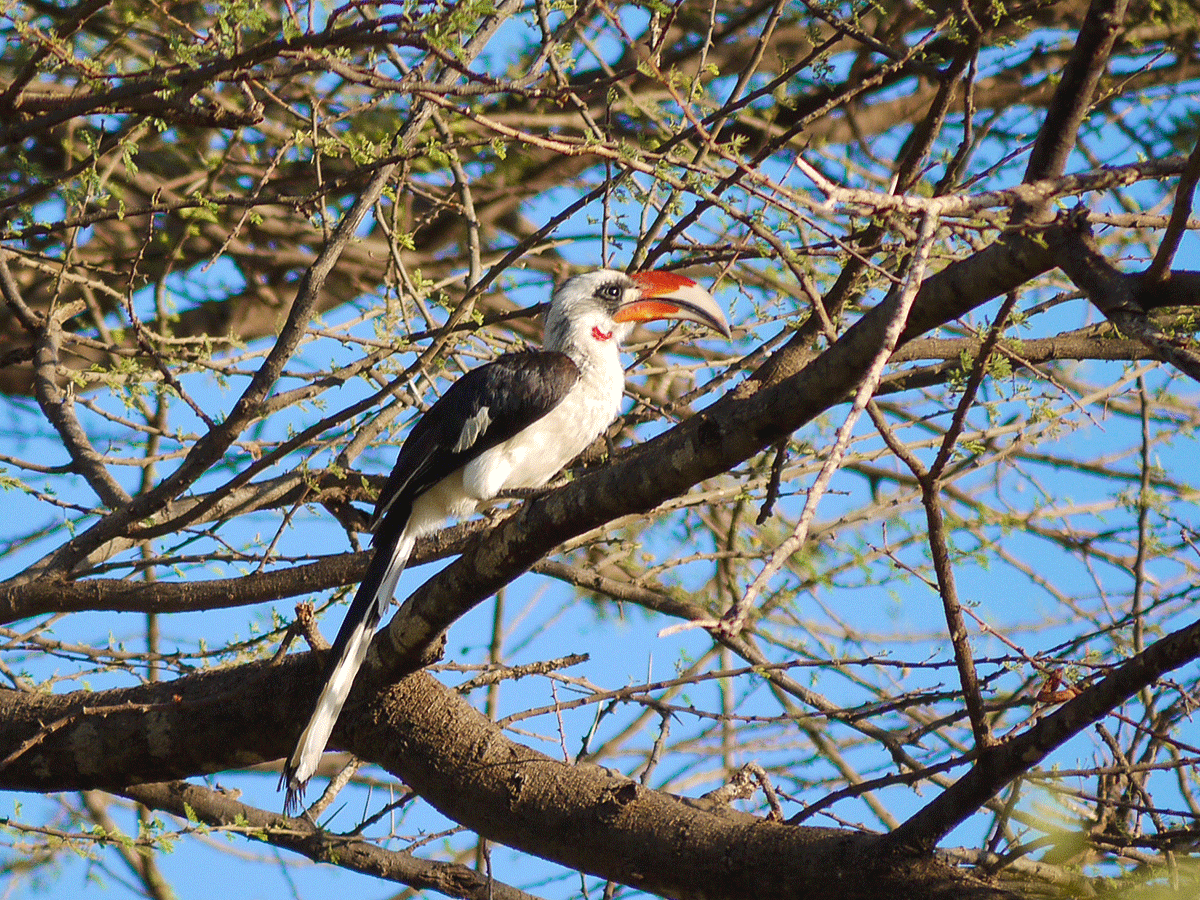 Bird Watching in Samburu National Park