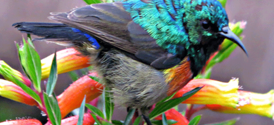 Birding in Nyungwe Forest National Park