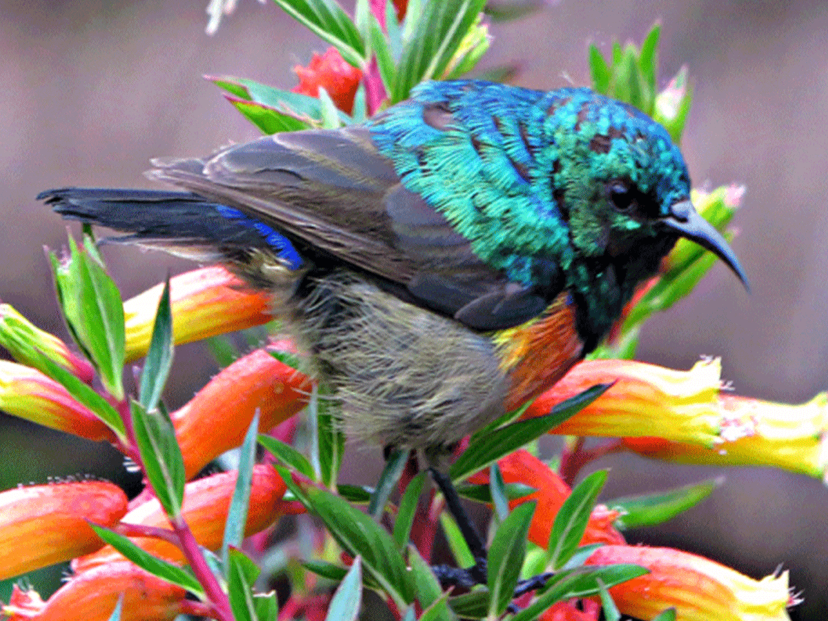 Birding in Nyungwe Forest National Park