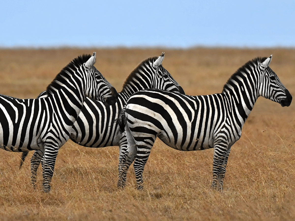 Borana Conservancy Laikipia Kenya