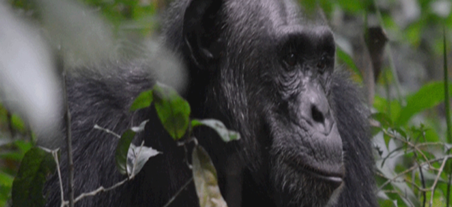 Chimpanzee Trekking in Budongo Forest Murchison Falls