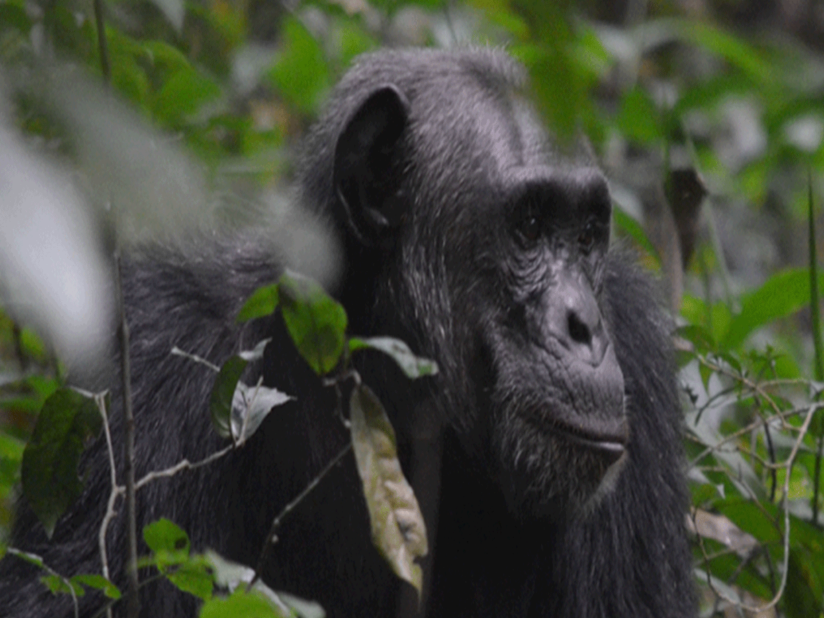 Chimpanzee Trekking in Budongo Forest Murchison Falls