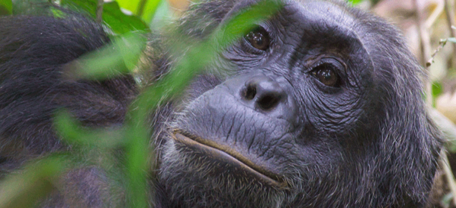 Chimpanzee Trekking in Kyambura Gorge Queen Elizabeth