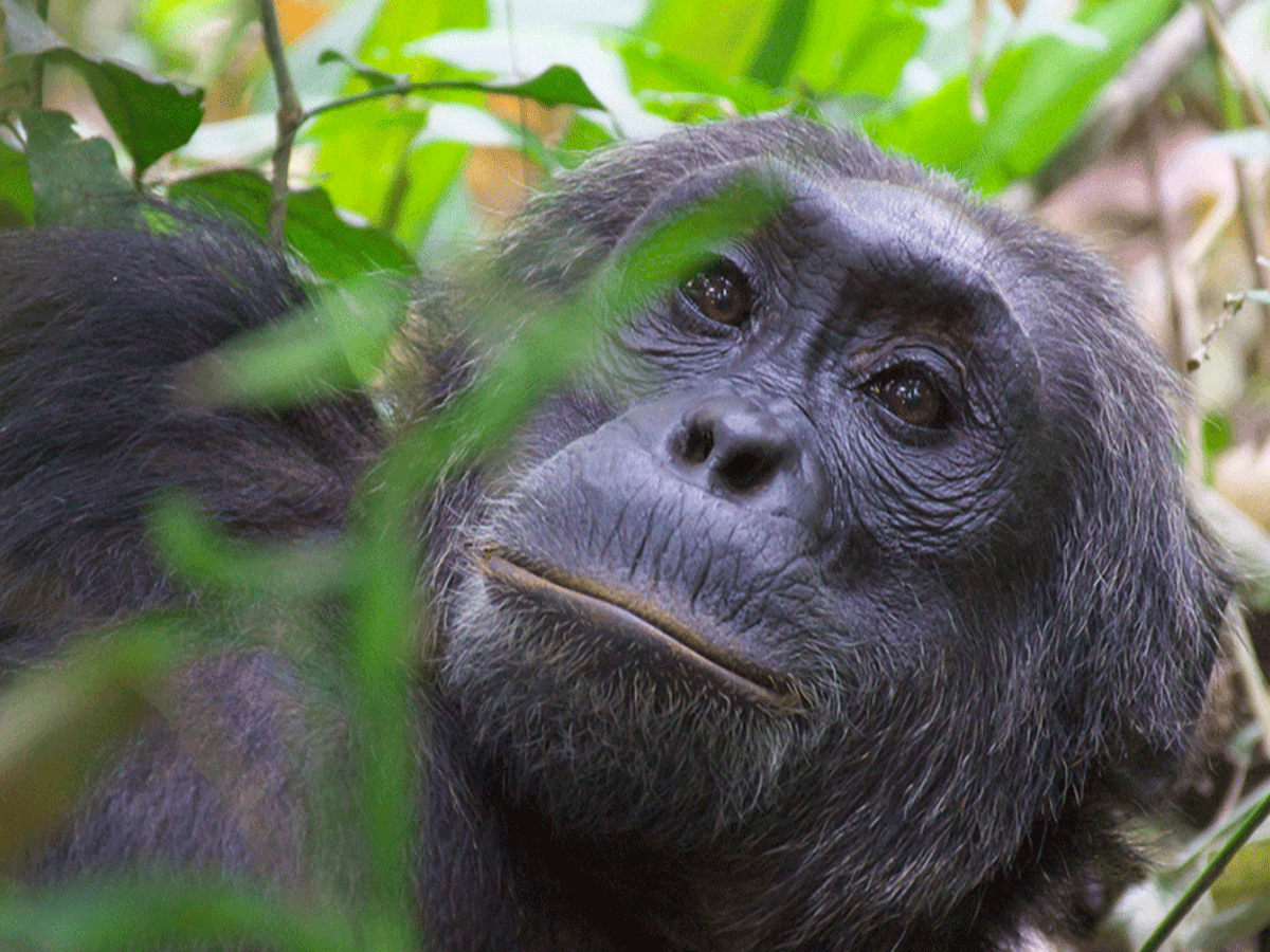 Chimpanzee Trekking in Kyambura Gorge Queen Elizabeth