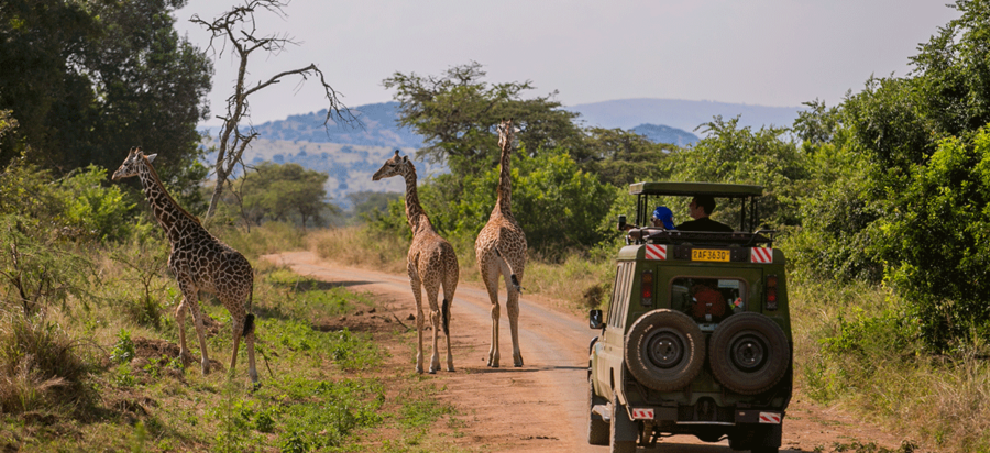 Day and night Game drives in Akagera National Park