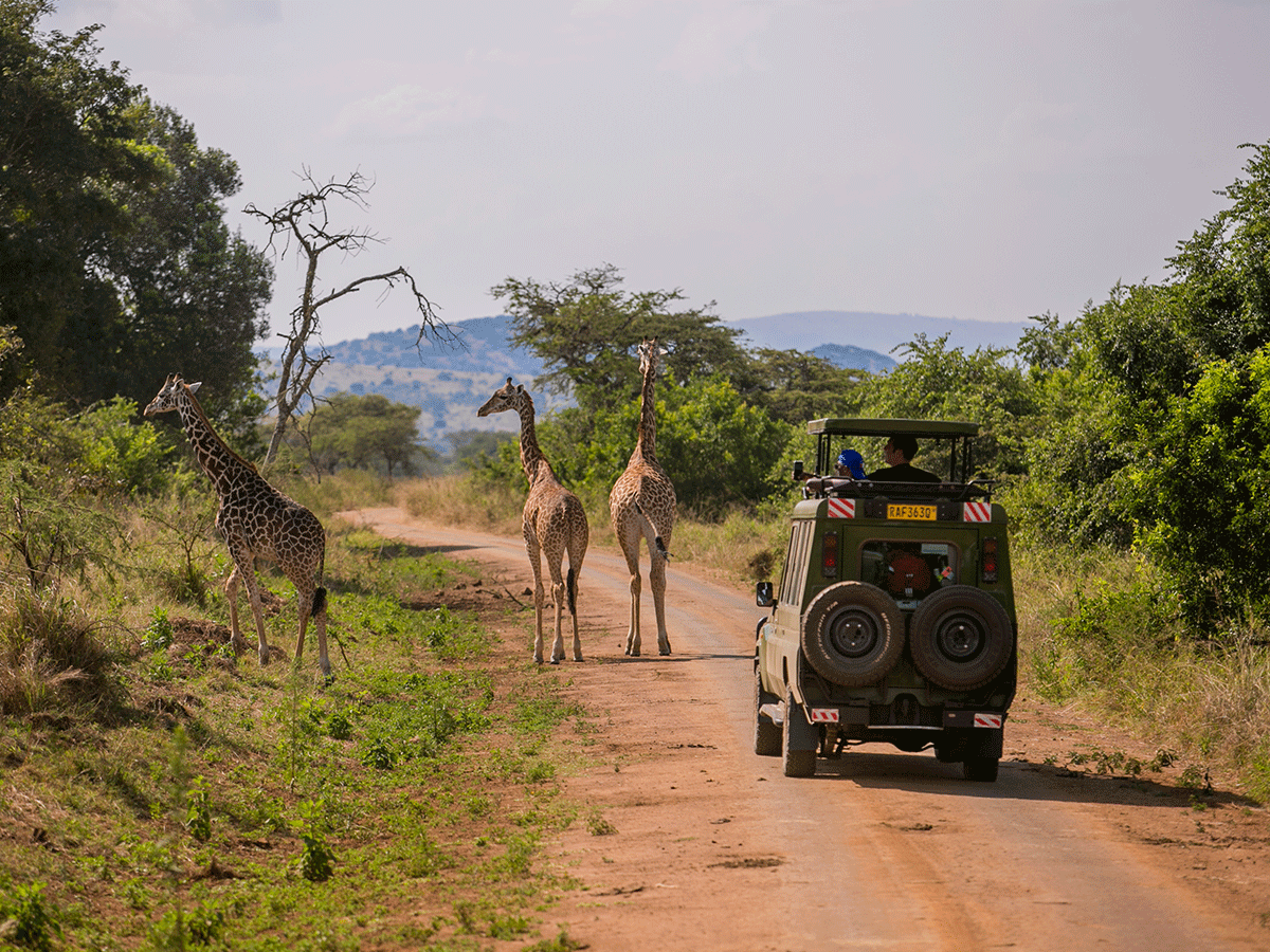 Day and night Game drives in Akagera National Park