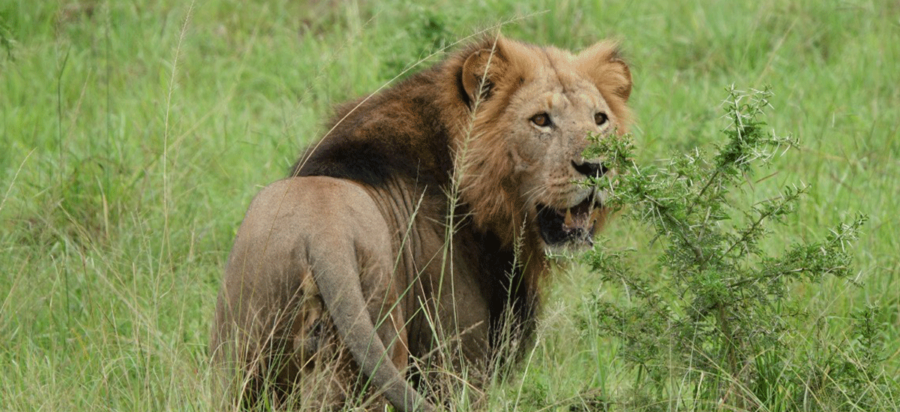 Game drive in Kasenyi Plains Queen Elizabeth