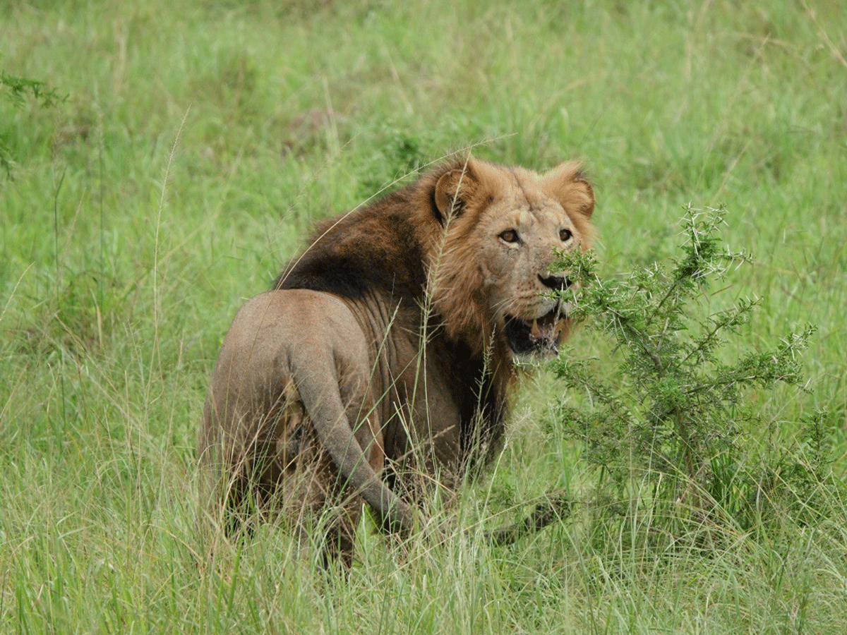 Game drive in Kasenyi Plains Queen Elizabeth