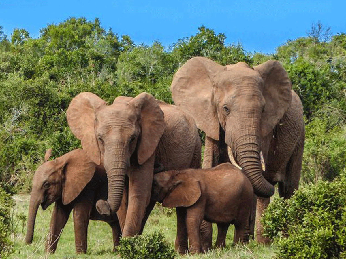 Game drives in Aberdare national park