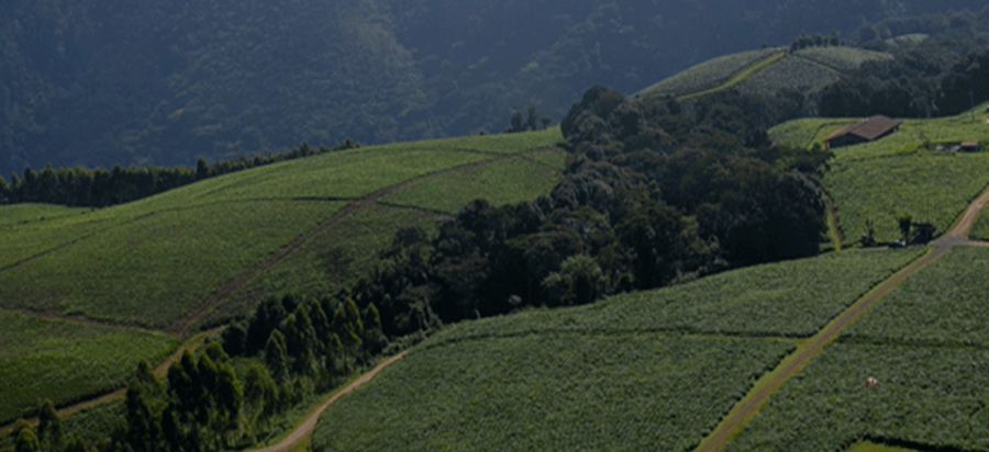 Gisakura tea farm Visit near Nyungwe Forest