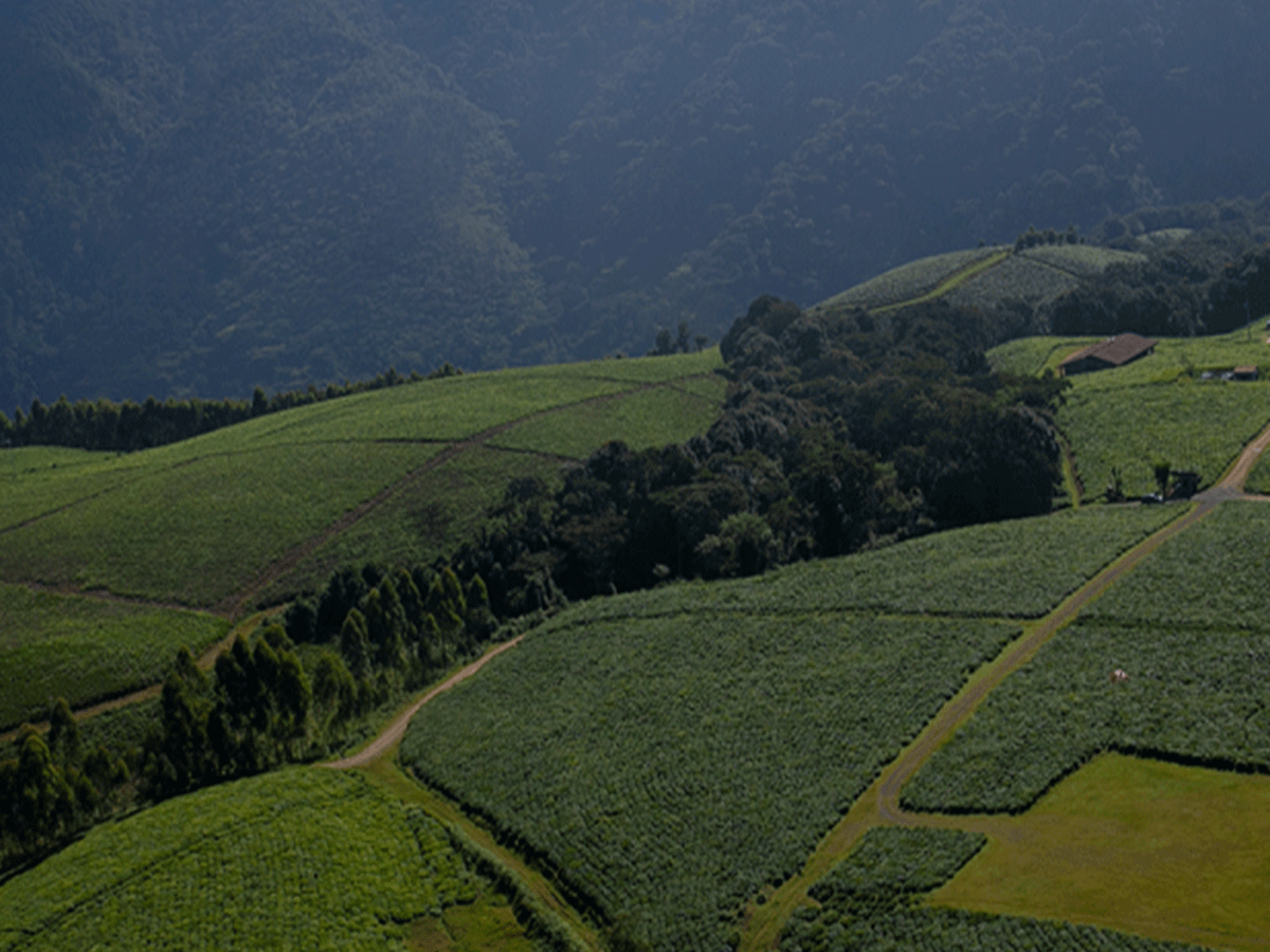 Gisakura tea farm Visit near Nyungwe Forest