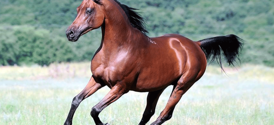 Horseback Riding Safaris in Aberdare National Park