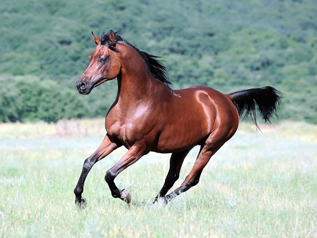 Horseback Riding Safaris in Aberdare National Park