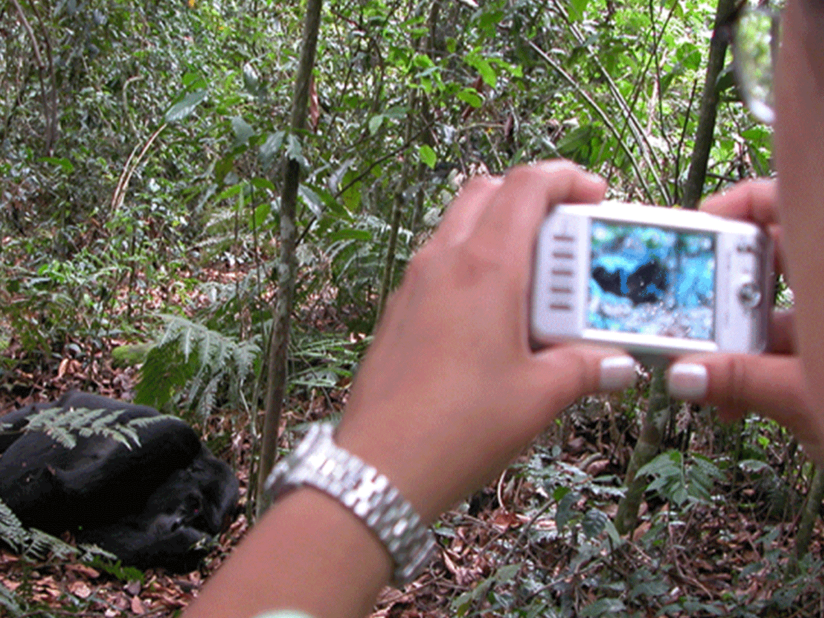 How many hours is one allowed to spend with the Mountain gorillas