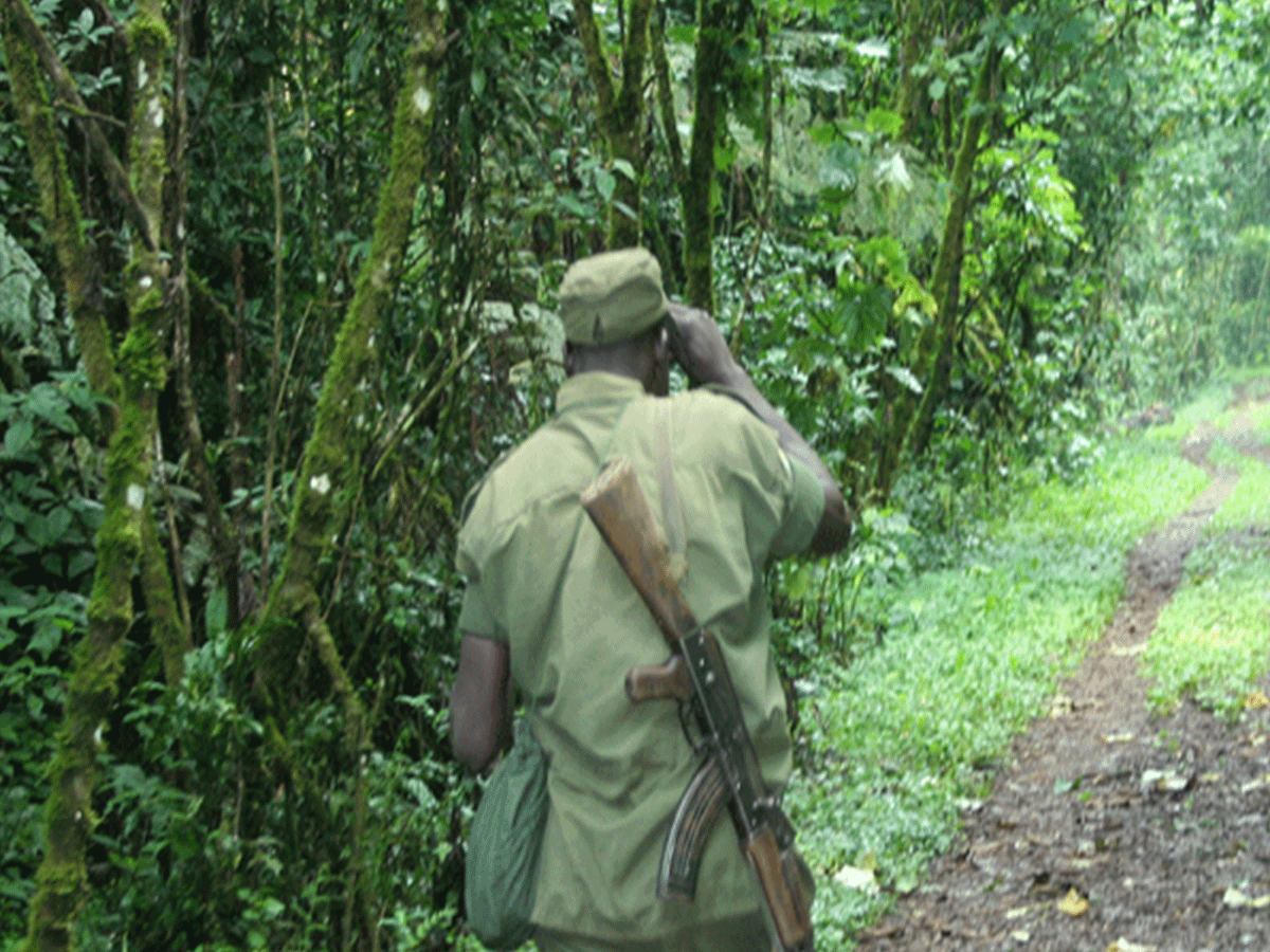 How safe is Mountain Gorilla Trekking in East Africa